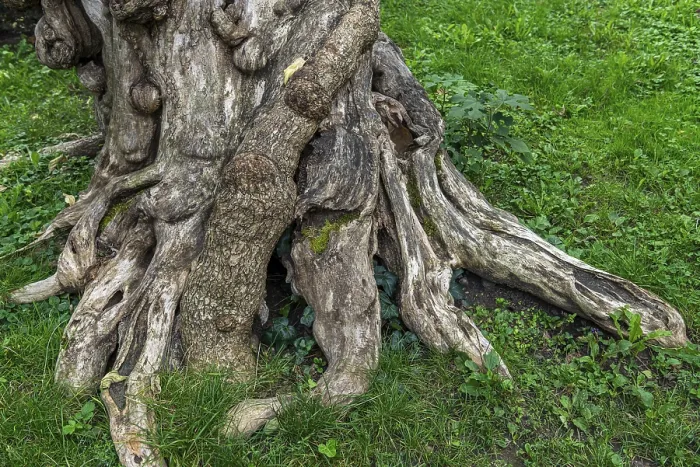 Gerahmter Druck : Nahaufnahme eines Baumwurzels, Baum. Gerahmter Druck : Nahaufnahme eines Baumwurzels, Baum.