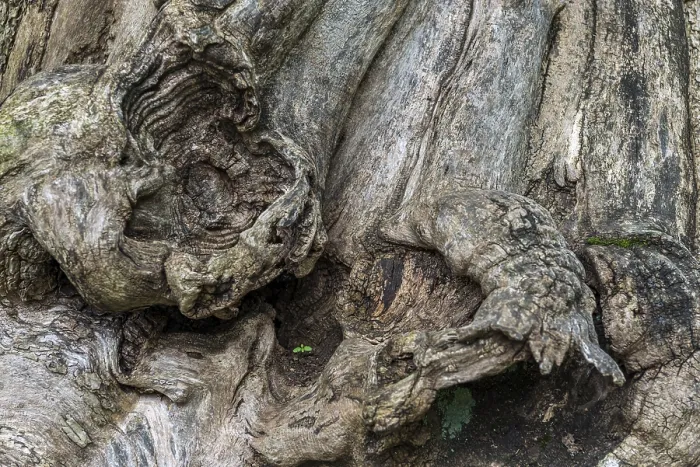 Gerahmter Druck : Nahaufnahme eines Baumwurzels, Baum. Gerahmter Druck : Nahaufnahme eines Baumwurzels, Baum.