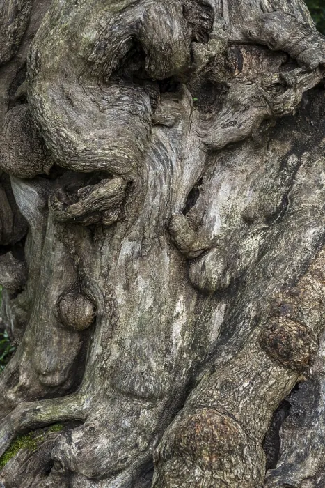 Gerahmter Druck : Nahaufnahme eines Baumwurzels, Baum. Gerahmter Druck : Nahaufnahme eines Baumwurzels, Baum.