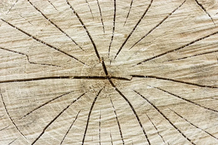 Gerahmter Druck : Nahansicht eines Baumstammhintergrunds mit Rissen. Gerahmter Druck : Nahansicht eines Baumstammhintergrunds mit Rissen.