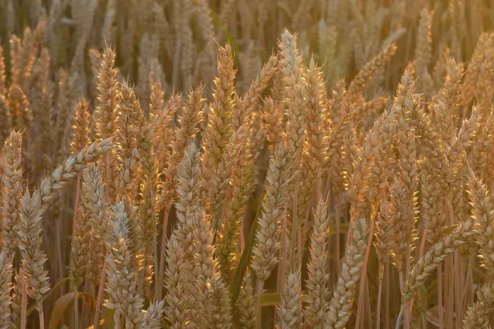 Gerahmter Druck : Ein Nahansicht eines Weizenfeldes in der Hochsommerzeit. Gerahmter Druck : Ein Nahansicht eines Weizenfeldes in der Hochsommerzeit.