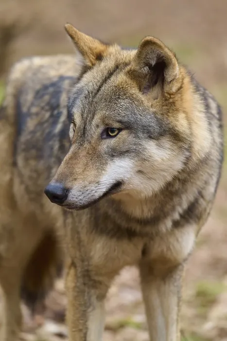 Gerahmter Druck : Nahansicht eines Wolfs mit aufmerksamer Miene. Gerahmter Druck : Nahansicht eines Wolfs mit aufmerksamer Miene.