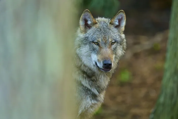 Gerahmter Druck : Nahansicht eines Wolfs mit klarem Blick zwischen Bäumen. Gerahmter Druck : Nahansicht eines Wolfs mit klarem Blick zwischen Bäumen.