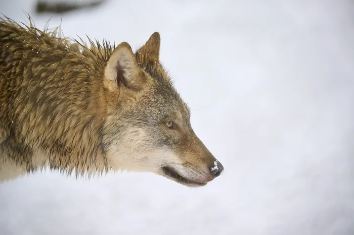Gerahmter Druck : Nahaufnahme eines Wolfskopfes. Gerahmter Druck : Nahaufnahme eines Wolfskopfes.