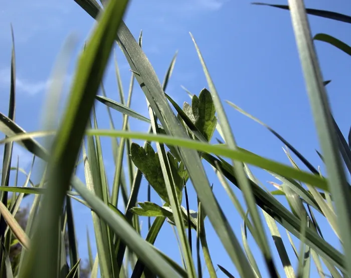 Gerahmter Druck : Nahes Bild von einigen Grasblättern. Gerahmter Druck : Nahes Bild von einigen Grasblättern.