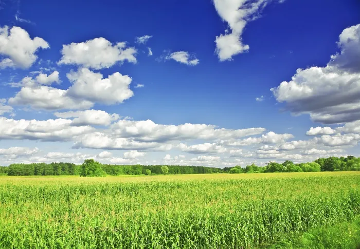 Gerahmter Druck : Ein dichtes Bild vom Sommerweizenfeld. Gerahmter Druck : Ein dichtes Bild vom Sommerweizenfeld.
