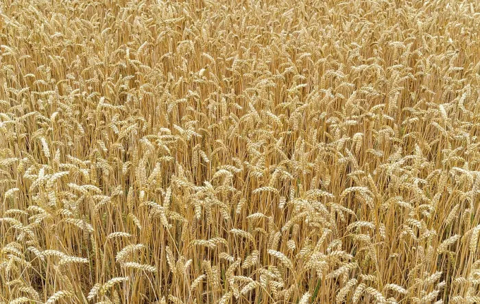 Gerahmter Druck : Nahansicht von Weizen im Feld. Gerahmter Druck : Nahansicht von Weizen im Feld.