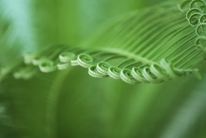 Gerahmter Druck : Detailliertes Bild junger Cycas-Blätter mit Spiralen. Gerahmter Druck : Detailliertes Bild junger Cycas-Blätter mit Spiralen.