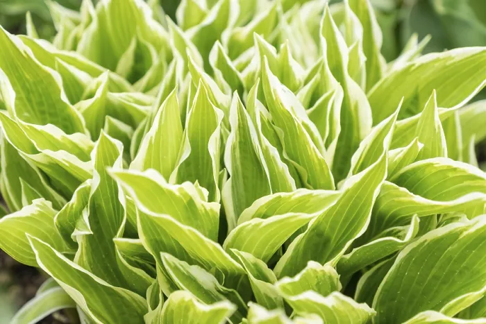 Gerahmter Druck : Nahansicht junger Frühblätter der Hosta-Pflanze. Gerahmter Druck : Nahansicht junger Frühblätter der Hosta-Pflanze.