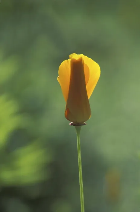 Gerahmter Druck : Geschlossener gelber Blüte Gerahmter Druck : Geschlossener gelber Blüte