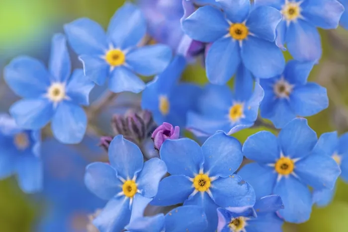 Gerahmter Druck : Nahansicht von Myosotis sylvatica. Gerahmter Druck : Nahansicht von Myosotis sylvatica.