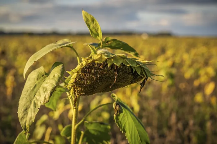 Gerahmter Druck : Nahaufnahme eines welken Sonnenblumen in einem Feld. Gerahmter Druck : Nahaufnahme eines welken Sonnenblumen in einem Feld.