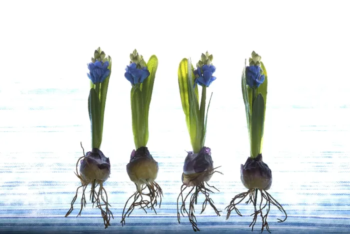 Gerahmter Druck : Tuch-Krokusse Gerahmter Druck : Tuch-Krokusse