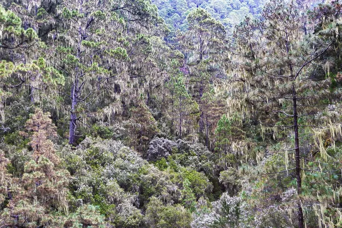 Gerahmter Druck : Wolkenwald mit hängenden Flechten, Barranco Madre del Agua, Orotava-Tal, Teneriffa, Kanarische Inseln, Spanien Gerahmter Druck : Wolkenwald mit hängenden Flechten, Barranco Madre del Agua, Orotava-Tal, Teneriffa, Kanarische Inseln, Spanien