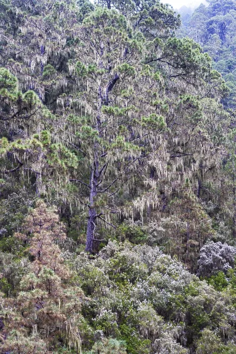 Gerahmter Druck : Wald mit hängenden Moosen. Gerahmter Druck : Wald mit hängenden Moosen.