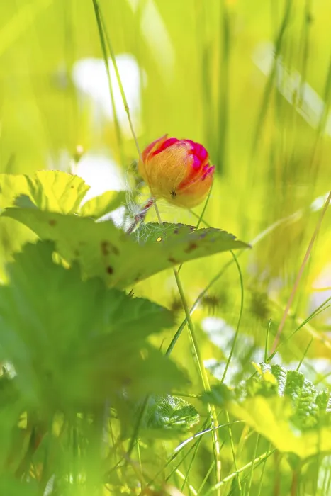 Gerahmter Druck : Cloudberry (Rubus chamaemorus) Gerahmter Druck : Cloudberry (Rubus chamaemorus)
