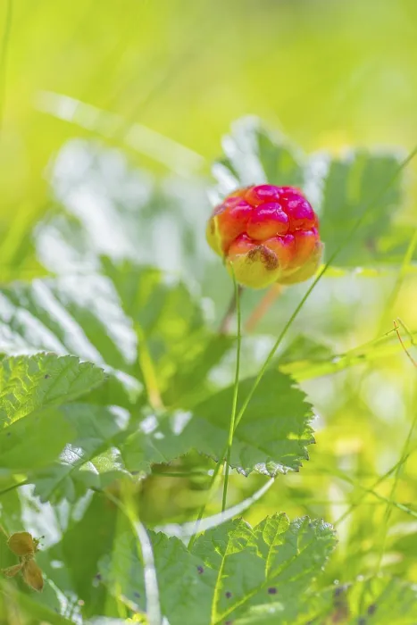 Gerahmter Druck : Cloudberry (Rubus chamaemorus)