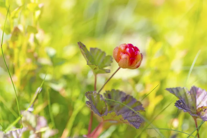 Gerahmter Druck : Cloudberry (Rubus chamaemorus) Gerahmter Druck : Cloudberry (Rubus chamaemorus)