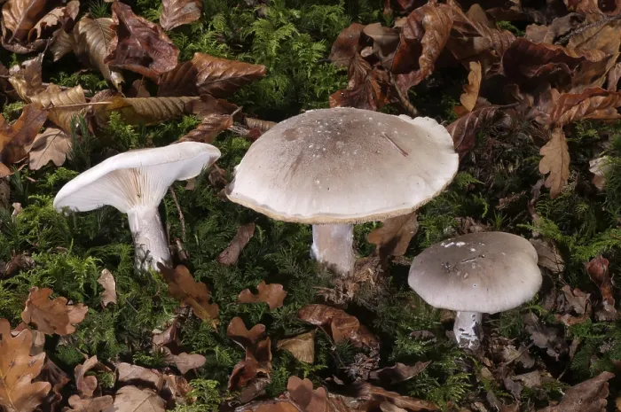 Gerahmter Druck : Wolken-Agarik oder Wolkenföhn (Clitocybe nebularis) Gerahmter Druck : Wolken-Agarik oder Wolkenföhn (Clitocybe nebularis)