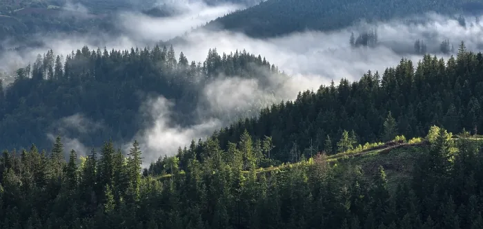 Gerahmter Druck : Wolken im Thüringer Wald.