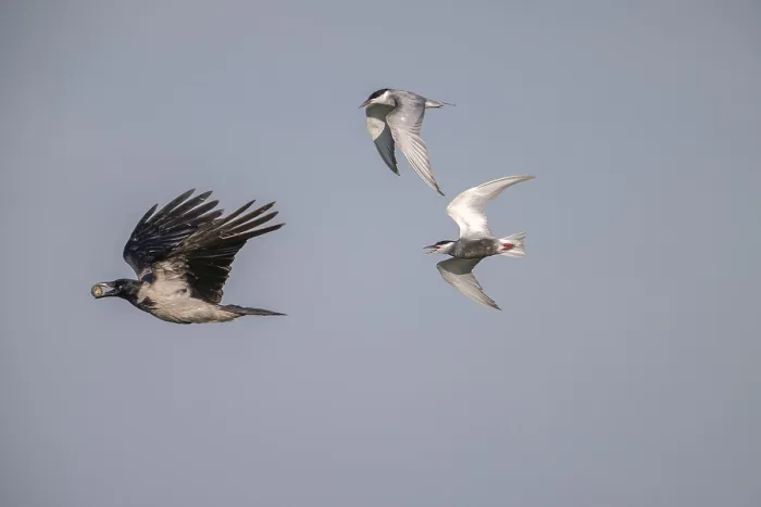 Gerahmter Druck : Wolkenkrähe (Corvus cornix) fliegt mit Ei. Gerahmter Druck : Wolkenkrähe (Corvus cornix) fliegt mit Ei.