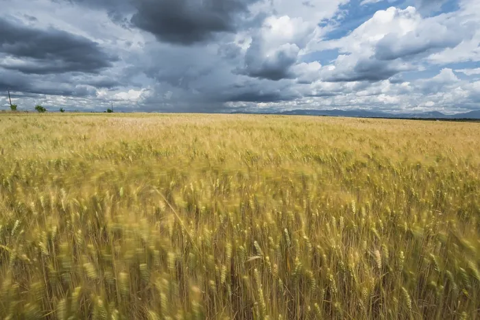 Gerahmter Druck : Wolkiger dramatischer Himmel über verschleiertem Feld.