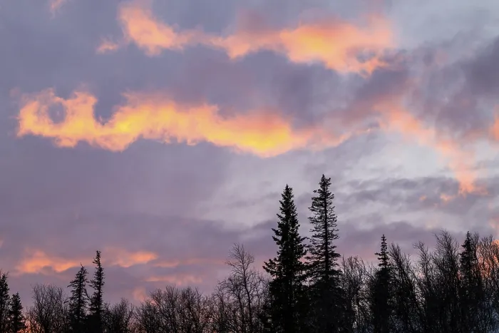 Gerahmter Druck : Wolkenhimmel über Bäumen, Gallivare, Norrbotten, Lappland, Schweden Gerahmter Druck : Wolkenhimmel über Bäumen, Gallivare, Norrbotten, Lappland, Schweden