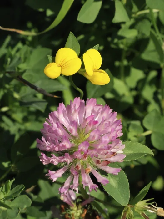 Gerahmter Druck : Klee (Trifolium)