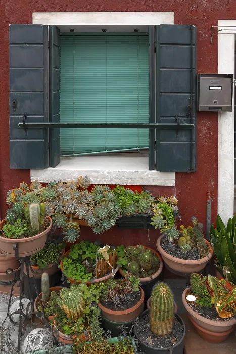Gerahmter Druck : Kaktusengruppe vor einem Fenster mit Rollos. Gerahmter Druck : Kaktusengruppe vor einem Fenster mit Rollos.