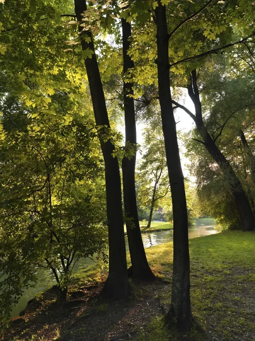 Gerahmter Druck : Dichter Baumgruppe im Englischen Garten. Gerahmter Druck : Dichter Baumgruppe im Englischen Garten.