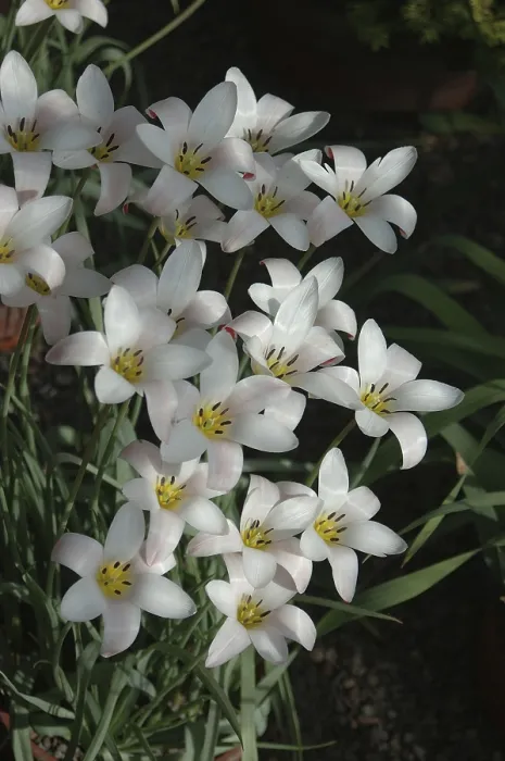 Gerahmter Druck : Klumpen kleiner weißer Blüten. Gerahmter Druck : Klumpen kleiner weißer Blüten.