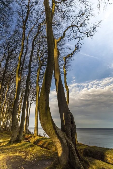 Gerahmter Druck : Küstwald. Küstenaufwuchs Gerahmter Druck : Küstwald. Küstenaufwuchs