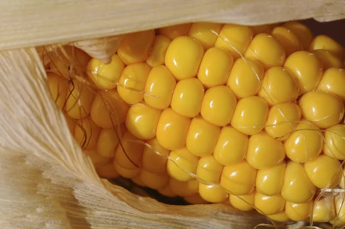 Gerahmter Druck : Kornkopf (Zea mays) Gerahmter Druck : Kornkopf (Zea mays)