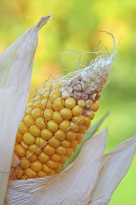 Gerahmter Druck : Kornähren (Zea mays) Gerahmter Druck : Kornähren (Zea mays)