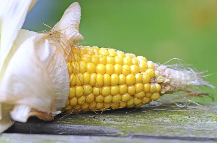 Gerahmter Druck : Kornähren (Zea mays) Gerahmter Druck : Kornähren (Zea mays)