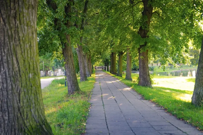 Gerahmter Druck : Geläufte Pfade durch einen Park, flankiert von Bäumen, die dichte Schatten werfen. Gerahmter Druck : Geläufte Pfade durch einen Park, flankiert von Bäumen, die dichte Schatten werfen.