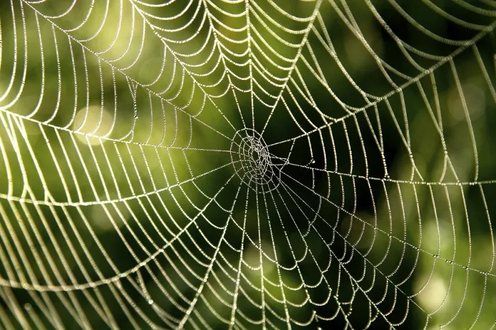 Gerahmter Druck : Spinnennetz mit Tau. Gerahmter Druck : Spinnennetz mit Tau.