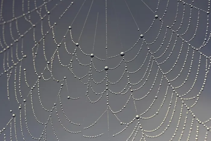 Gerahmter Druck : Spinne, Tau, Tautropfen. Gerahmter Druck : Spinne, Tau, Tautropfen.