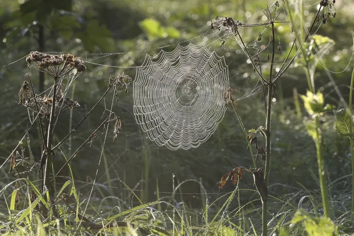 Gerahmter Druck : Spinne eines Raubweberspinners (Araneus sp) Gerahmter Druck : Spinne eines Raubweberspinners (Araneus sp)