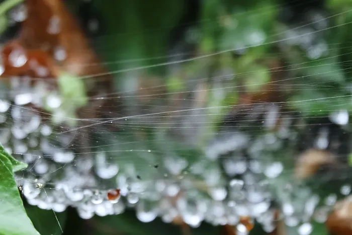 Gerahmter Druck : Spinnwebfäden mit Tropfen Wasser. Gerahmter Druck : Spinnwebfäden mit Tropfen Wasser.