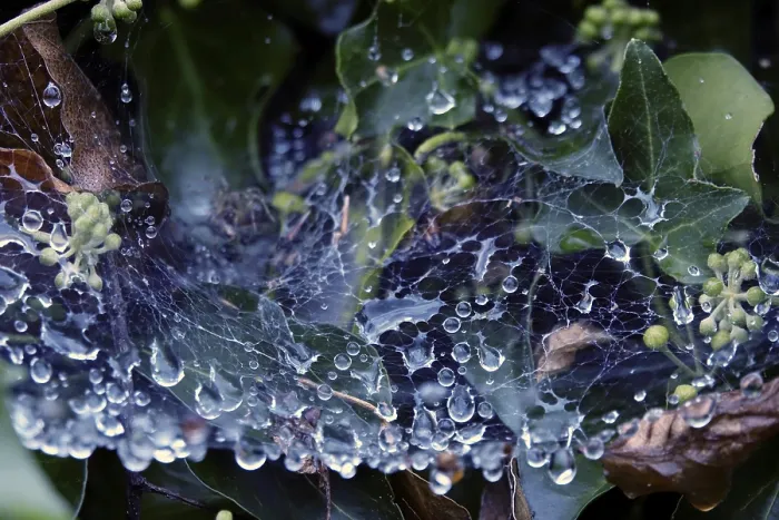Gerahmter Druck : Spinnwebfäden mit Tropfen Wasser. Gerahmter Druck : Spinnwebfäden mit Tropfen Wasser.