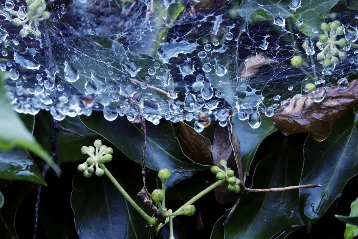 Gerahmter Druck : Spinnwebfäden mit Tropfen Wasser. Gerahmter Druck : Spinnwebfäden mit Tropfen Wasser.