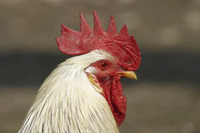Gerahmter Druck : Cock Gerahmter Druck : Cock