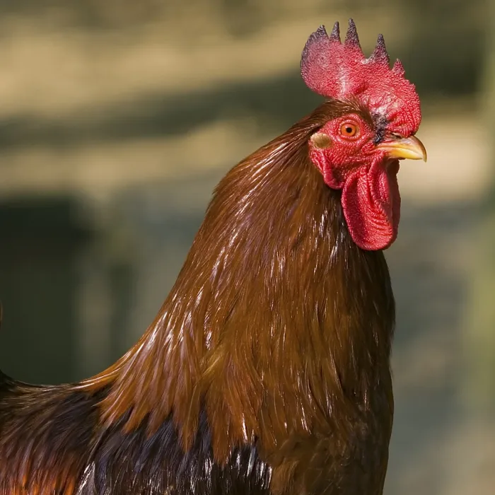 Gerahmter Druck : Cock Gerahmter Druck : Cock