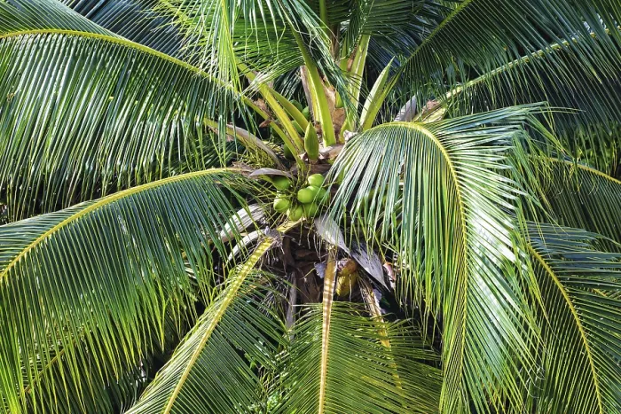 Gerahmter Druck : Kokospalme mit Nüssen im Nahblick. Gerahmter Druck : Kokospalme mit Nüssen im Nahblick.