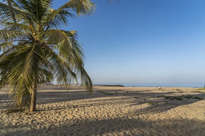 Gerahmter Druck : Kokosnussbäume am Strand von Kap Point. Gerahmter Druck : Kokosnussbäume am Strand von Kap Point.