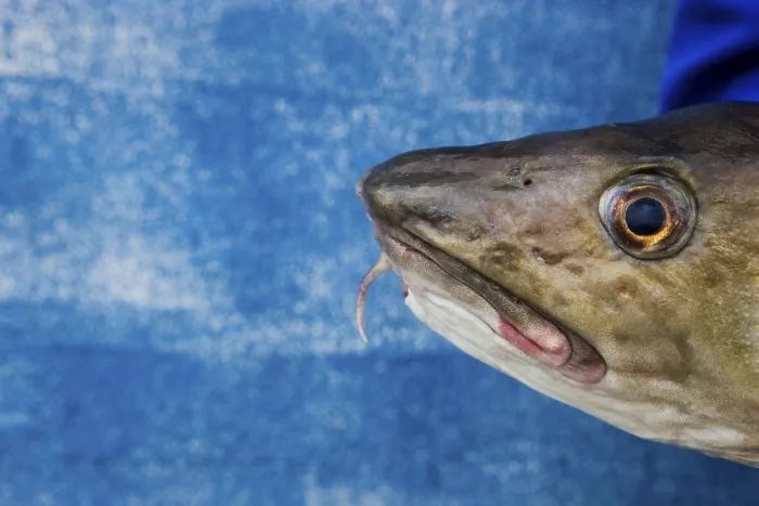 Gerahmter Druck : Cod auf blauer Hintergrund. Gerahmter Druck : Cod auf blauer Hintergrund.