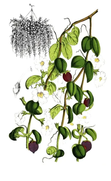 Gerahmter Druck : Codomamthe devosiana, Codonanthe, eine seltene Zimmerpflanze aus der Usambara-Violett-Familie, Pflanze und Blüte, digital rekonstruierte Reproduktion eines Originals aus dem 19. Jahrhundert Gerahmter Druck : Codomamthe devosiana, Codonanthe, eine seltene Zimmerpflanze aus der Usambara-Violett-Familie, Pflanze und Blüte, digital rekonstruierte Reproduktion eines Originals aus dem 19. Jahrhundert