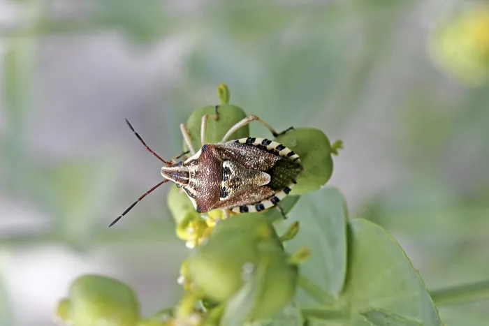 Gerahmter Druck : Codophila varius, gefleckter Käfer Gerahmter Druck : Codophila varius, gefleckter Käfer