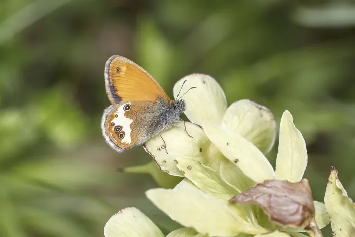 Gerahmter Druck : Coenonympha arcania, Perlgrasfalter. Gerahmter Druck : Coenonympha arcania, Perlgrasfalter.